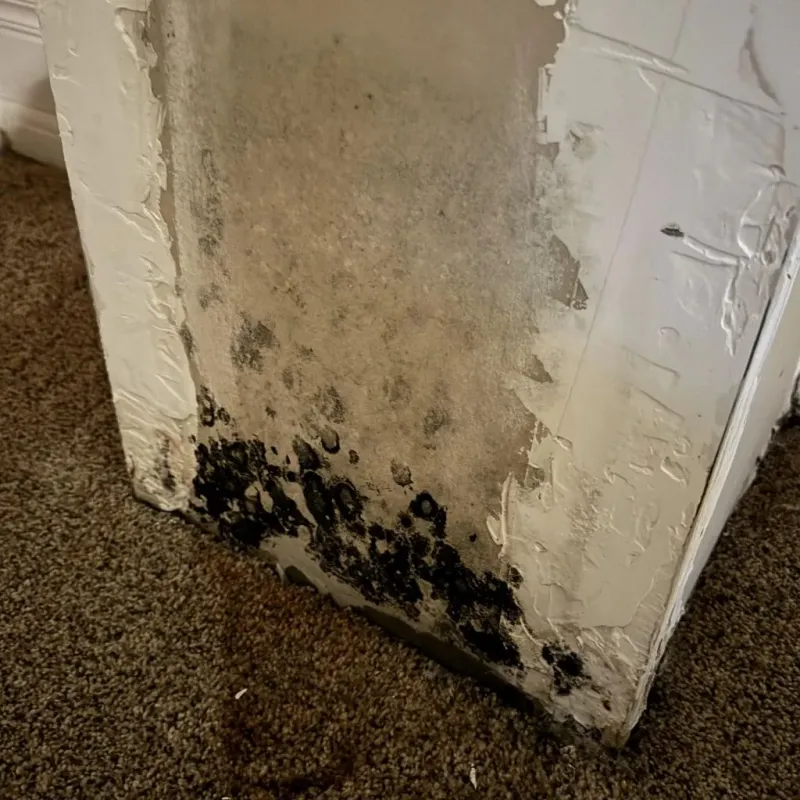 Professional Mold Removal in Algonquin, IL